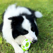 Pet Grooming Brush & Chew Toy Set for Dogs and Cats